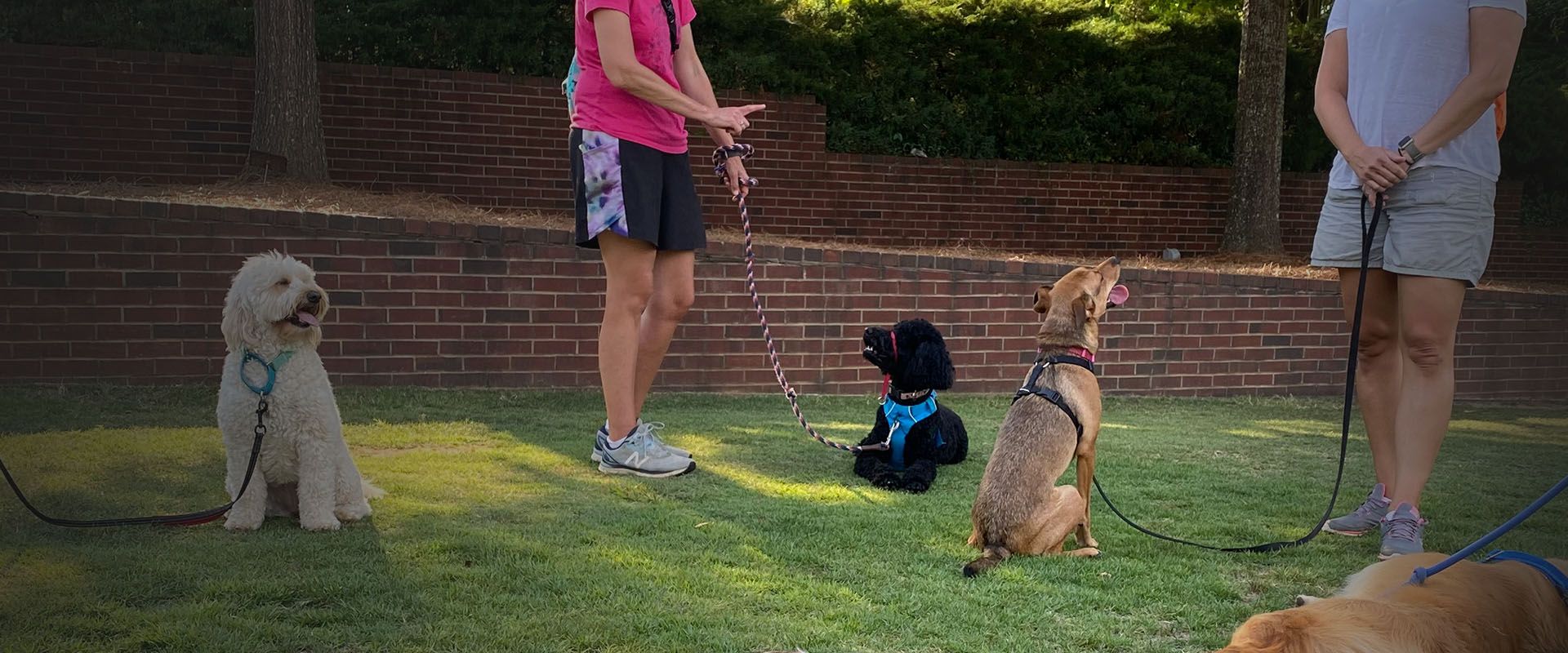 adorable french bulldog at k-9 coach